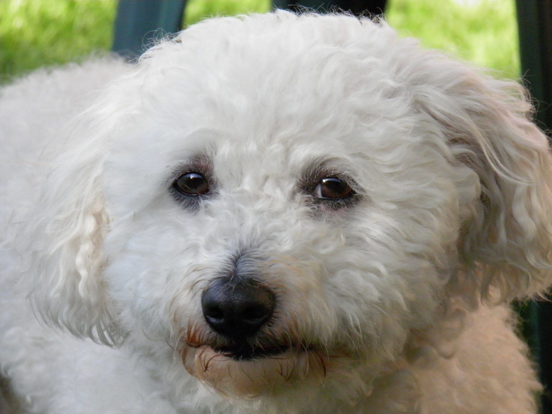 Bichon bolognais.